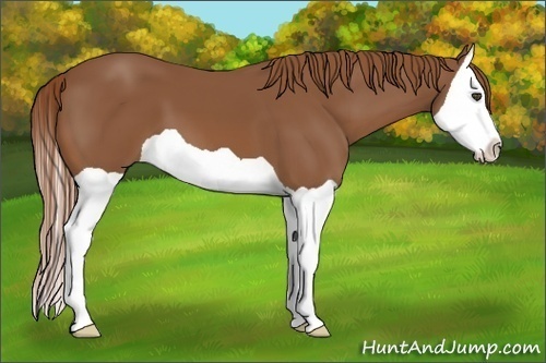 Horse Color:Chestnut Splash 