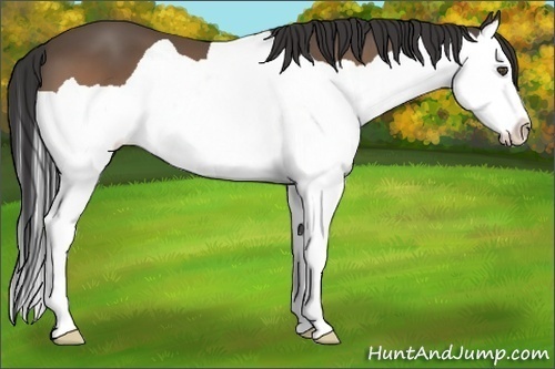Horse Color:Buckskin Splash