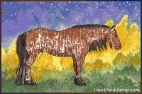 Horse Color:White Spotted Brown Onyx Appaloosa Rabicano and Bay