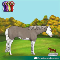 Horse Color:Silver Grullo Sabino Splash