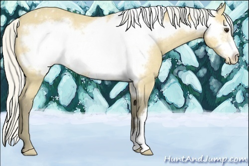 Horse Color:Silver Buckskin Frame Appaloosa Rabicano 