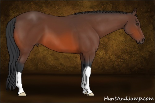 Horse Color:Bay 