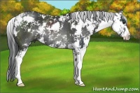 Horse Color:Black Sabino Rabicano