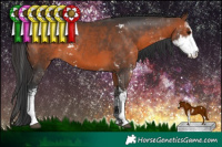 Horse Color:Brown Sabino