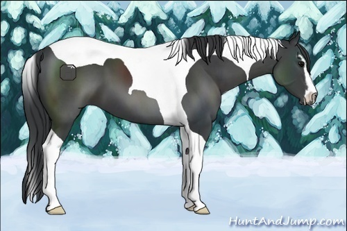 Horse Color:Black Sabino Tobiano 