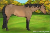 Horse Color:Bay Dun
