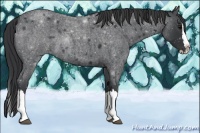 Horse Color:Blue Roan Splash 