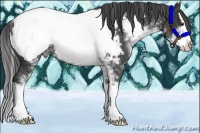 Horse Color:Liver Chestnut Sabino Splash Near Fewspot