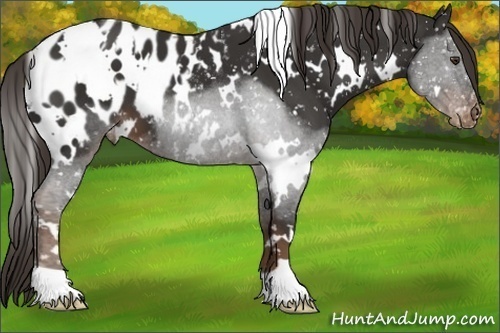 Horse Color:White Spotted Liver Chestnut Appaloosa 
