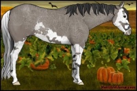 Horse Color:Grullo Splash 