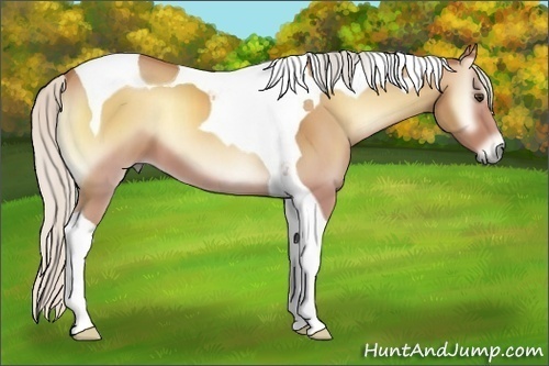Horse Color:Silver Buckskin Onyx Tobiano 