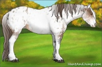 Horse Color:White Spotted Buckskin Appaloosa 