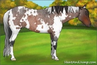 Horse Color:White Spotted Bay Roan