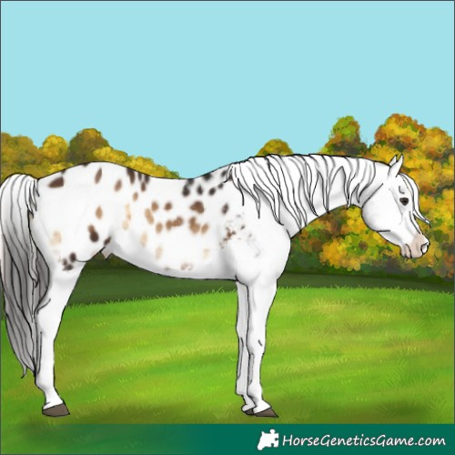 Horse Color:Liver Red Onyx Appaloosa Brindle 