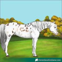 Horse Color:Liver Red Onyx Appaloosa Brindle 