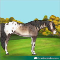 Horse Color:Liver Red Onyx Appaloosa Brindle 