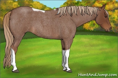 Horse Color:Red Roan Tobiano 