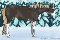 Horse Color:Liver Chestnut Sabino 