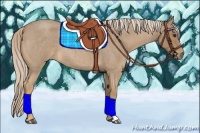 Horse Color:Palomino Roan 