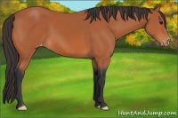 Horse Color:Bay Appaloosa 