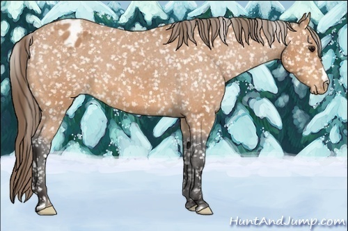 Horse Color:Buckskin Appaloosa