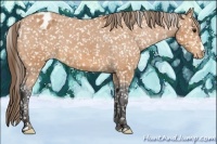 Horse Color:Buckskin Appaloosa 