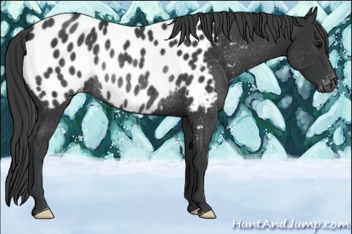 Horse Color:Black Appaloosa Rabicano 