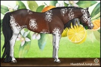 Horse Color:White Spotted Bay 