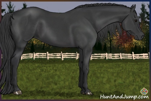 Horse Color:Black Sabino Rabicano