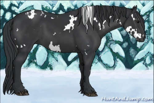 Horse Color:White Spotted Black 