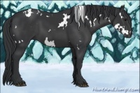 Horse Color:White Spotted Black 