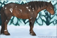 Horse Color:White Spotted Liver Chestnut 