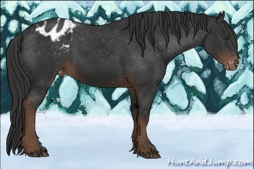 Horse Color:Liver Chestnut Appaloosa 