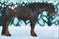 Horse Color:Liver Chestnut Appaloosa 