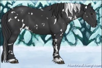 Horse Color:White Spotted Black