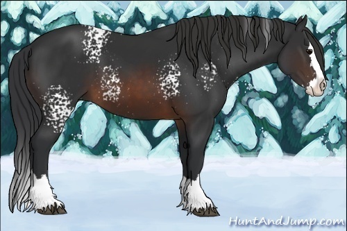 Horse Color:White Spotted Brown Splash