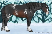 Horse Color:White Spotted Brown Splash 