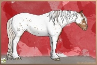 Horse Color:Silver Bay Tobiano Appaloosa Rabicano 
