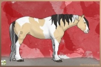 Horse Color:Bay Dun Splash Tobiano Rabicano