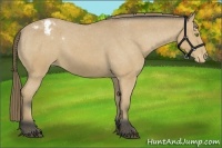 Horse Color:Buckskin Varnish 
