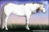 Horse Color:White Spotted Classic Champagne 