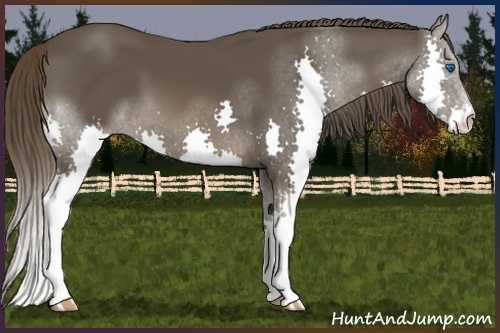 Horse Color:Liver Chestnut Splash 