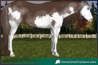 Horse Color:Liver Chestnut Splash 