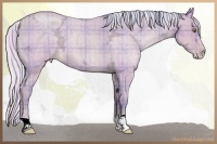 Horse Color:Watercolor Plaid  Silver Classic Champagne Ice Roan 