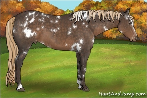 Horse Color:White Spotted Liver Chestnut Sabino Varnish 