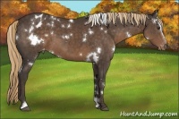 Horse Color:White Spotted Liver Chestnut Sabino Varnish 