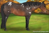 Horse Color:White Spotted Brown Varnish