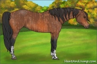 Horse Color:Bay  and Bay 