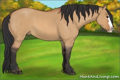 Horse Color:Bay Roan Dun Splash