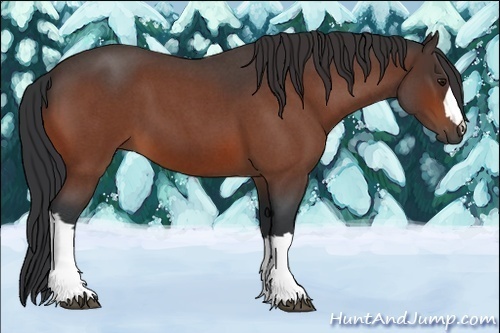 Horse Color:Bay Roan 